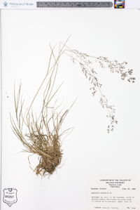 Agrostis capillaris image