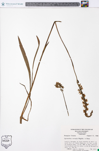 Spiranthes vernalis image