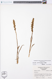 Spiranthes ochroleuca image