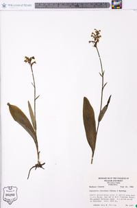 Platanthera clavellata image