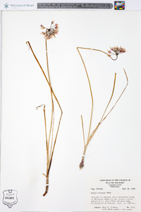 Allium cernuum image