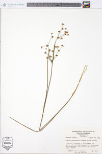 Juncus subcaudatus image