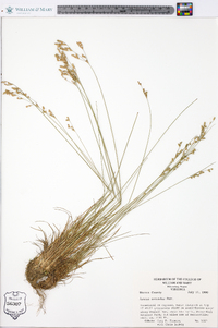 Juncus secundus image