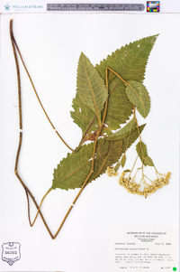 Parthenium integrifolium image