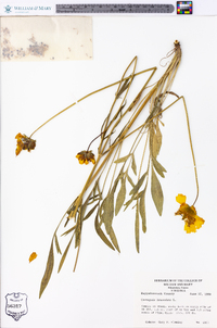 Coreopsis lanceolata image