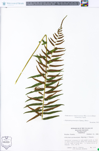 Athyrium pycnocarpon image