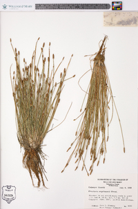 Eleocharis engelmannii image