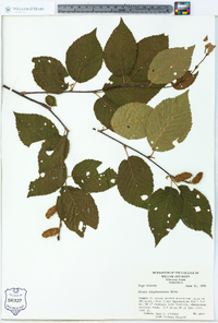 Betula alleghaniensis image