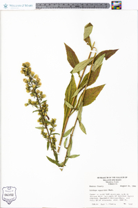 Solidago squarrosa image