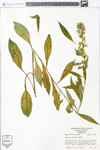 Solidago roanensis image