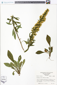 Solidago randii image