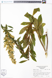 Solidago puberula image