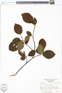 Alnus rugosa image