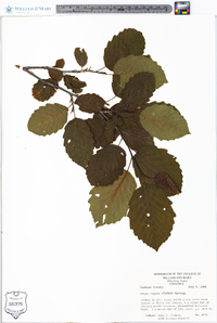 Alnus rugosa image