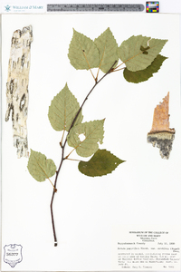 Betula papyrifera var. cordifolia image