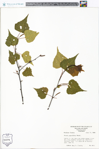 Betula populifolia image