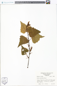 Betula populifolia image