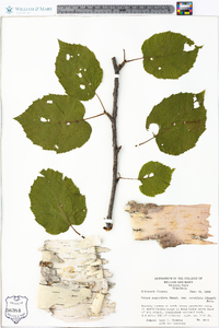 Betula papyrifera var. cordifolia image