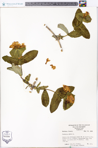 Lonicera dioica image