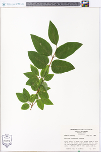 Lonicera canadensis image