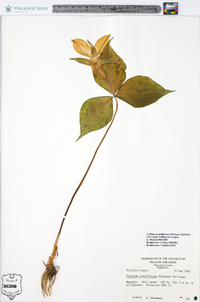 Trillium grandiflorum image