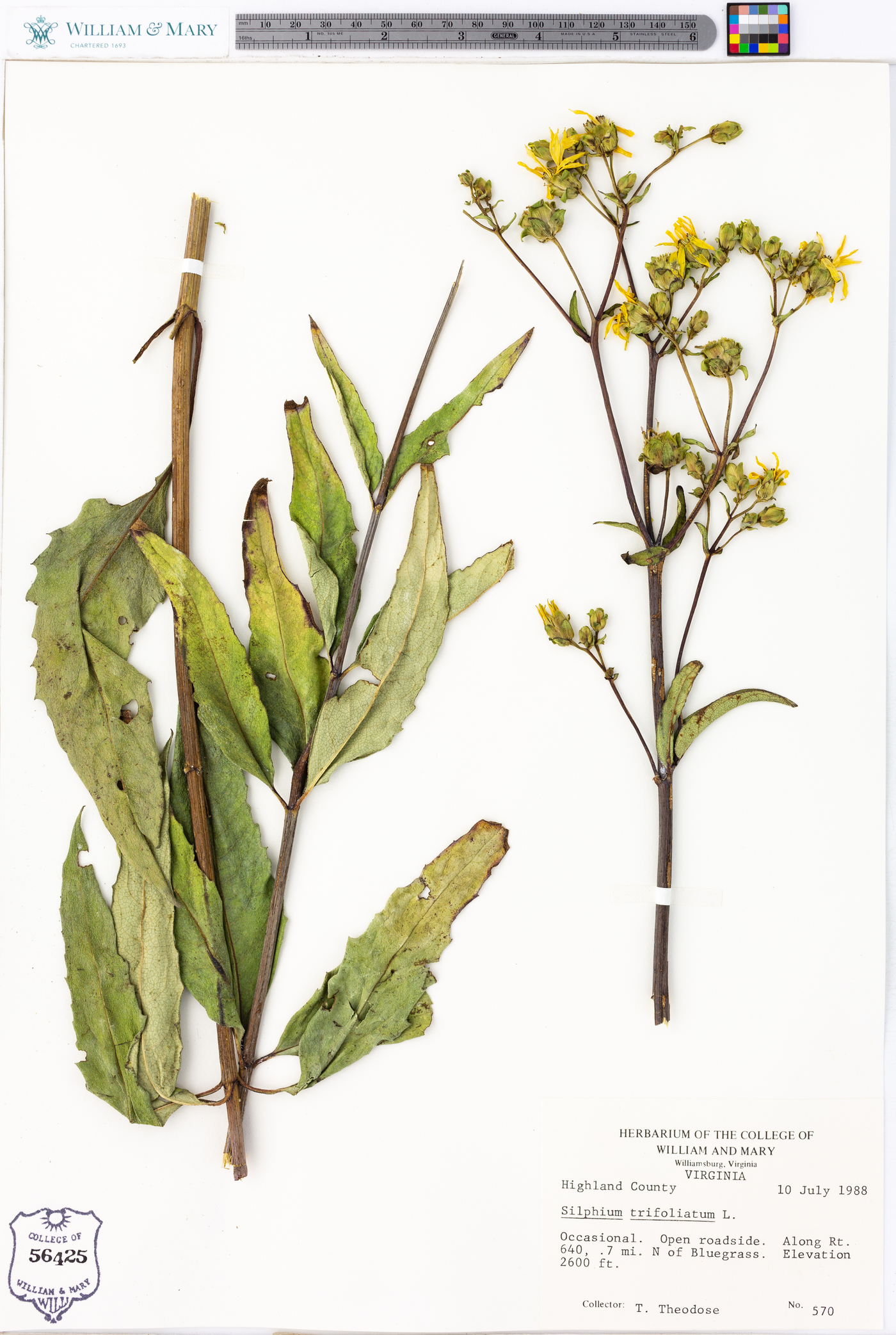 Silphium asteriscus var. trifoliatum image