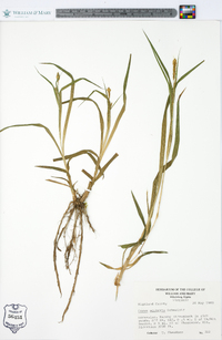 Carex scabrata image