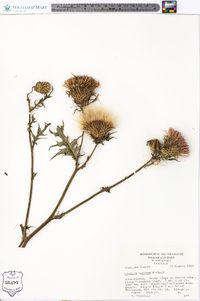 Cirsium muticum image