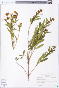 Hypericum prolificum image