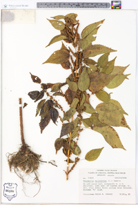 Image Associated With the Occurence