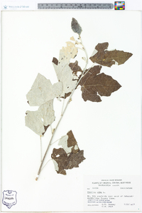 Populus alba image