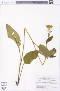 Parthenium integrifolium image