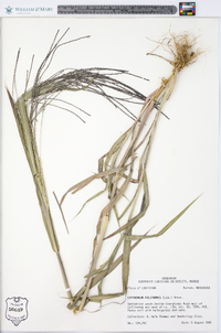 Leptochloa panicea image