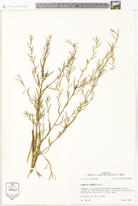 Ludwigia linearis image