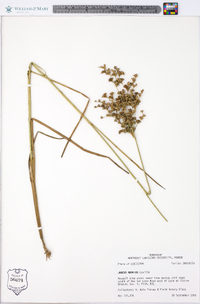 Juncus nodatus image