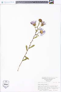 Aster grandiflorus image