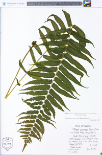 Athyrium pycnocarpon image