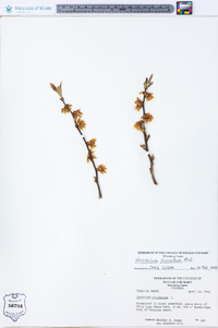 Vaccinium fuscatum image