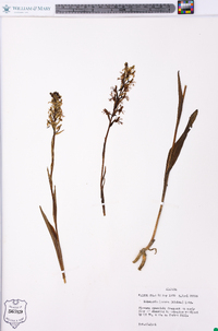 Platanthera lacera image