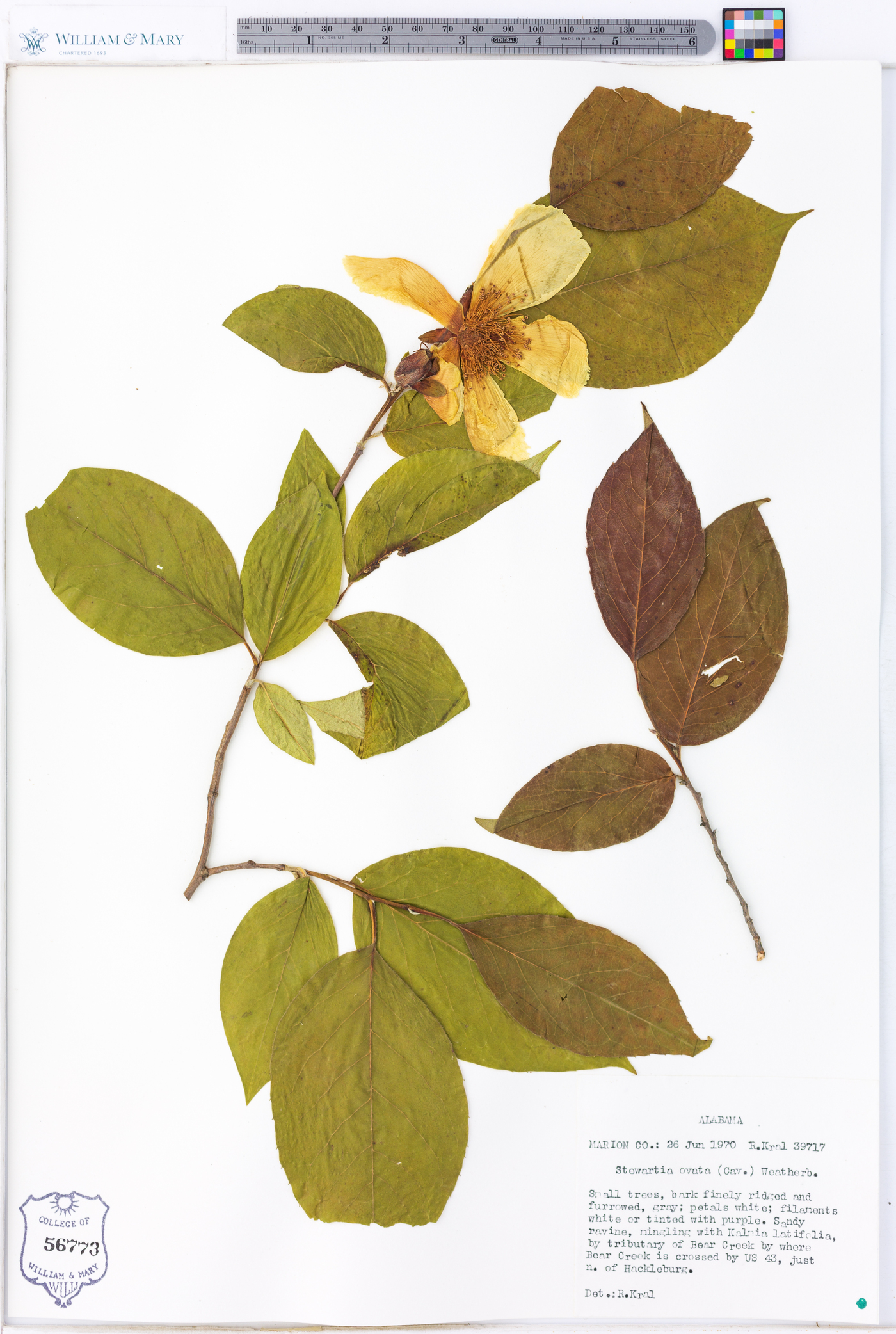 Stewartia ovata image