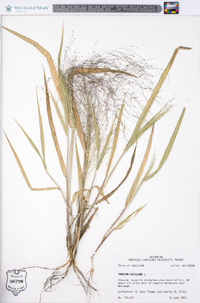 Panicum capillare var. capillare image