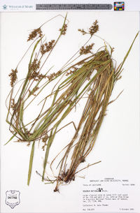 Scleria reticularis image