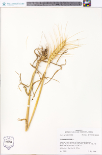 Triticum aestivum image