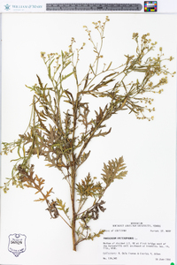 Parthenium hysterophorus image