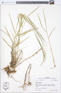 Panicum repens image