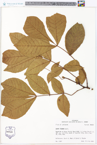 Carya texana image