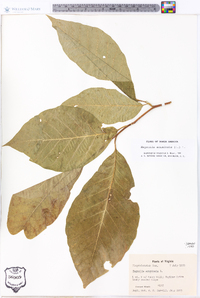 Magnolia acuminata image