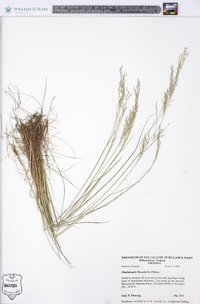 Deschampsia flexuosa image