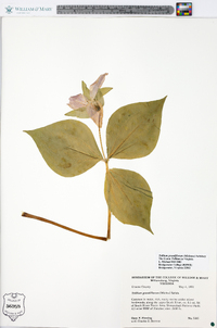 Trillium grandiflorum image