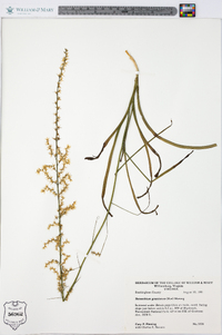 Stenanthium gramineum image